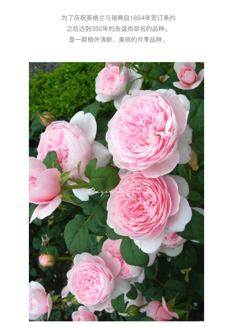 瑰玮直立爬藤灌木瑞典女王月季欧月经典灌木月季勤花扦插苗 瑞典女王