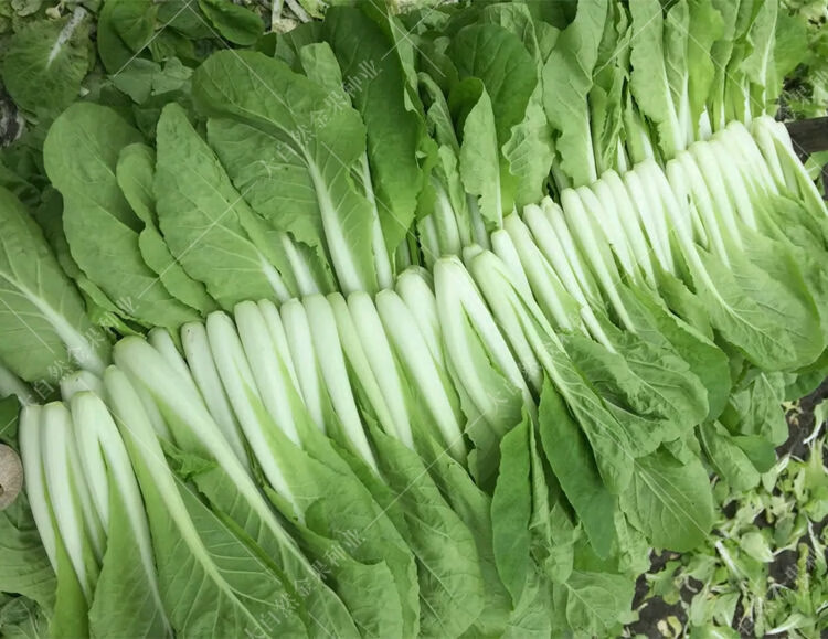 奶油小白菜种子四季蔬菜种子早熟小青菜阳台盆栽耐热速生快菜种子 四