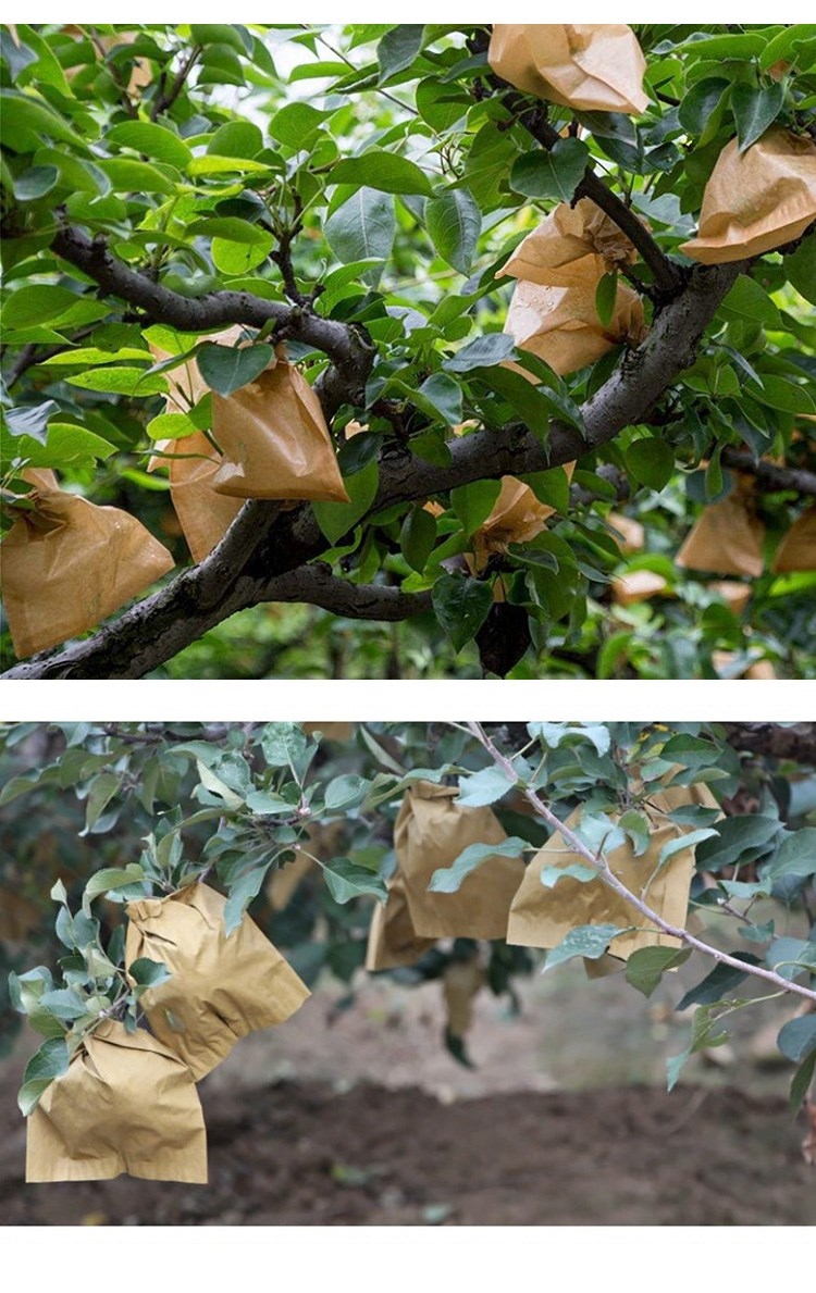 洗晒专用纸袋子套苹果的袋子果树水果套袋梨子双层保护包防虫桃子枇杷