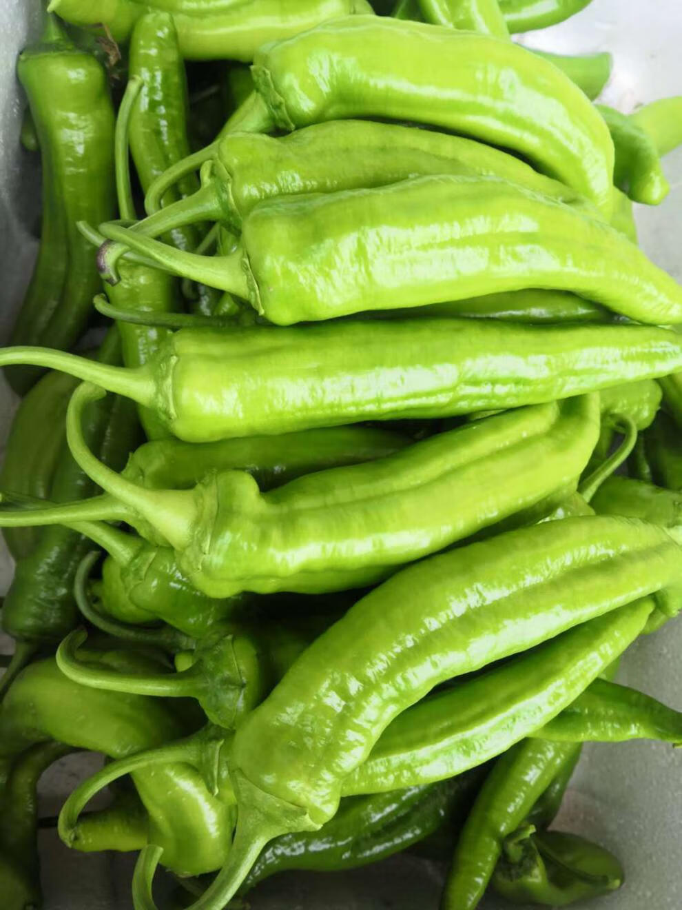 新鲜薄皮辣椒青椒虎皮椒蔬菜农家自种青椒微辣应季蔬菜 5斤
