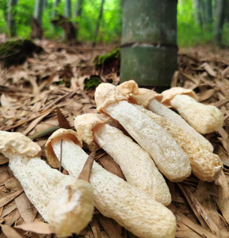 貴州竹蓀乾貨竹林竹蓀竹蓀竹孫足蓀竹蓀赤水特產【圖片 價格 品牌