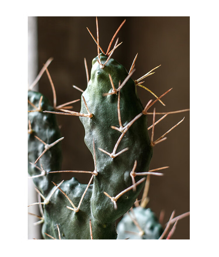 盆景摆件仿真莱昂仙人掌盆景植物绿植装饰摆件另类艺术风格软刺草筐中