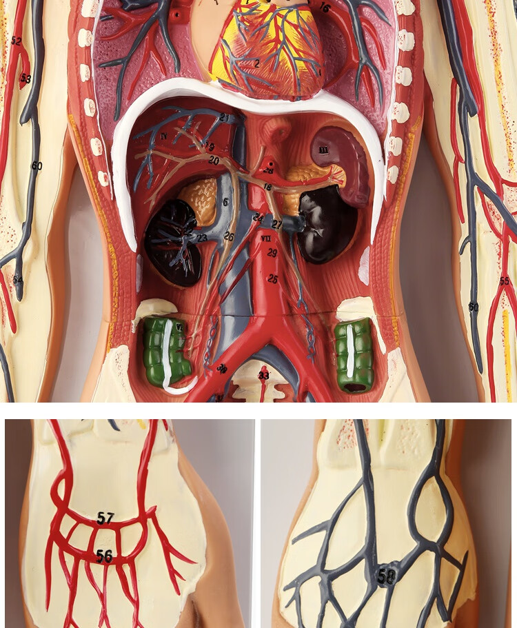 顺丰速发 人体内脏血液循环模型心脏动脉静脉神经血管器官解剖医学