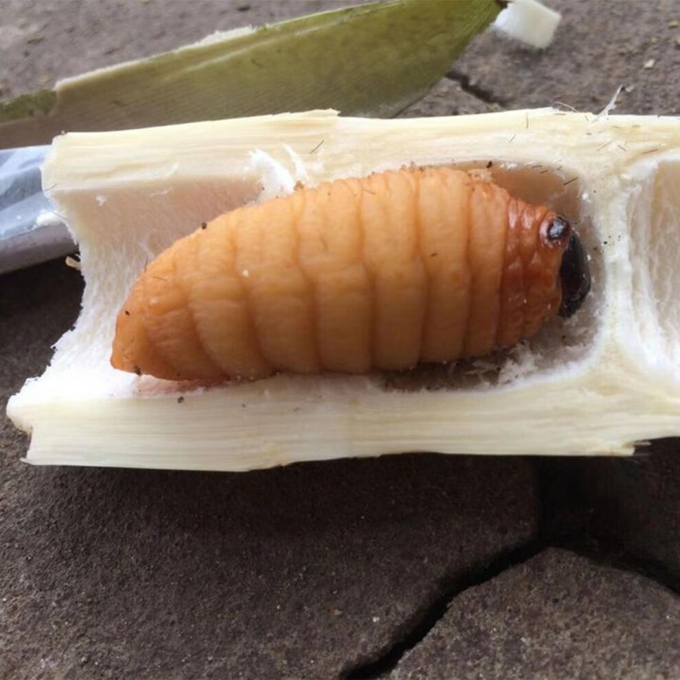 竹虫新鲜 速冻大竹虫竹笋虫竹蛹干冻无冰大竹蛆笋蛆笋子虫生鲜全国