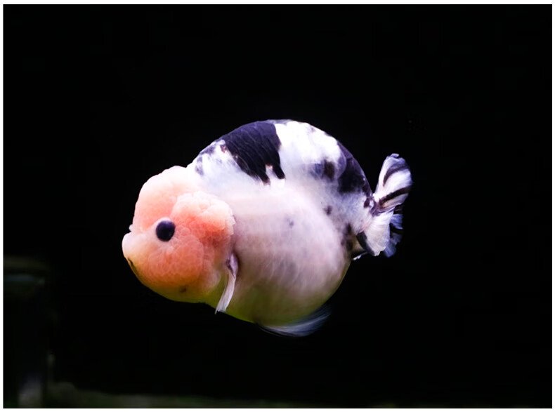 zxc潘式小尾兰寿金鱼活体精品奶牛活鱼观赏鱼冷水小中型鱼苗好养耐活