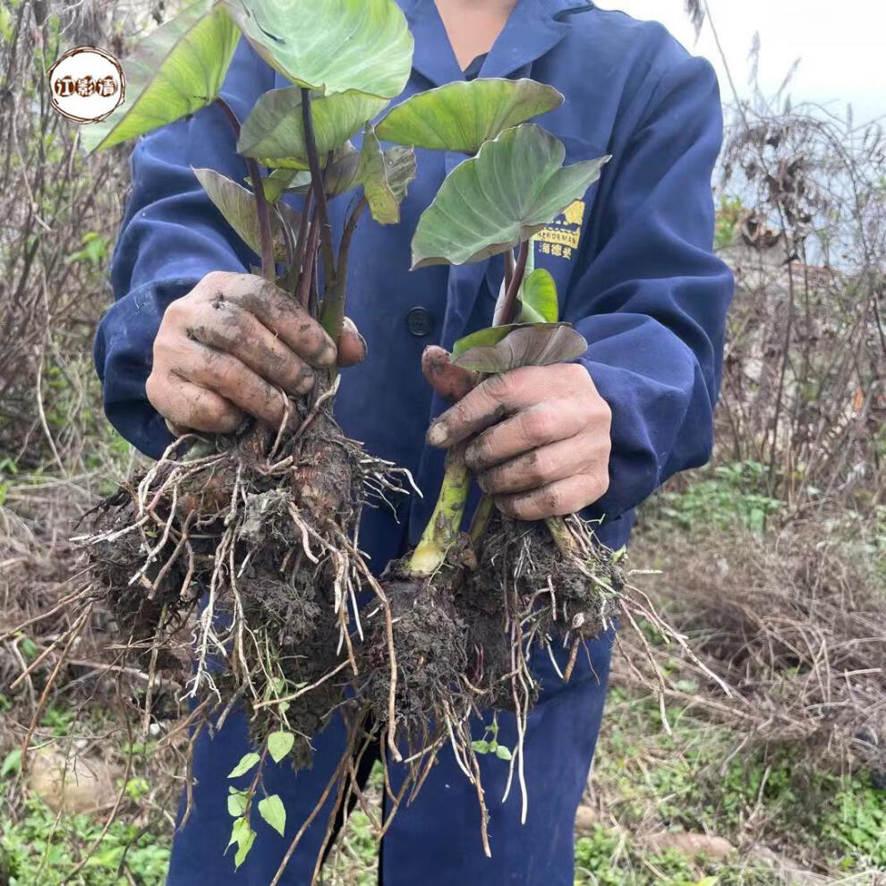 江影清乐昌张溪香芋种子炮弹芋头种苗正宗槟榔芋苗香芋苗蔬菜种子庭院