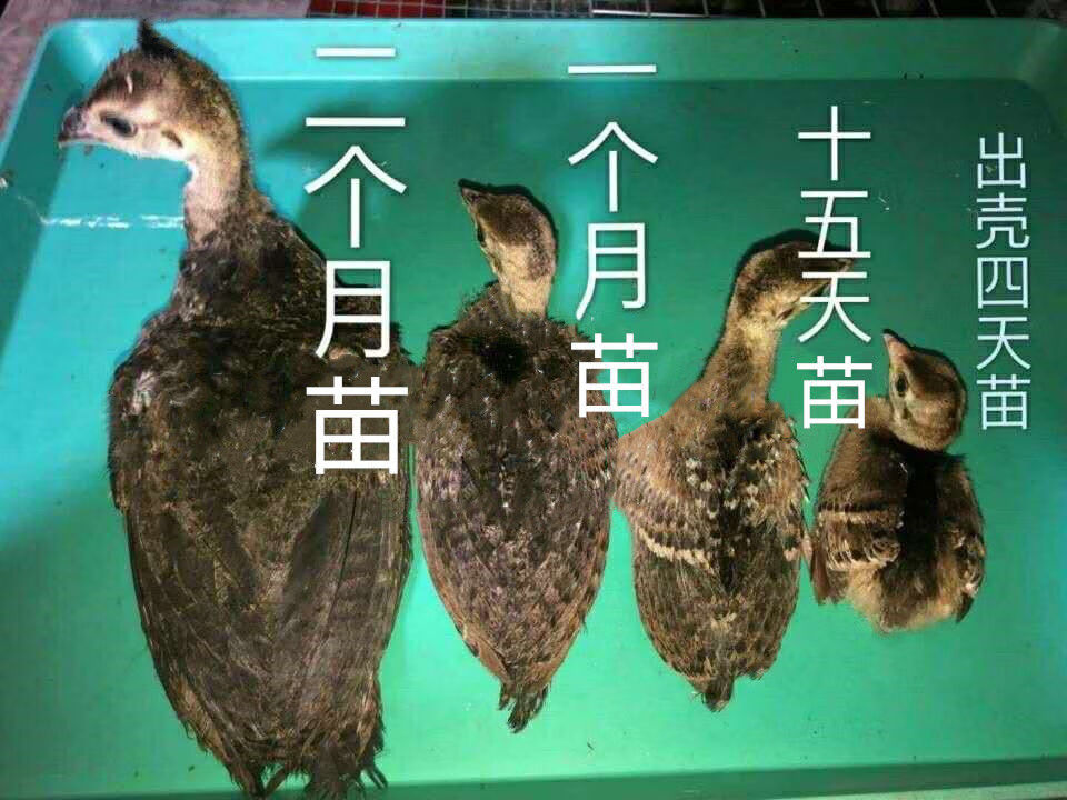 孔雀苗公母一對活體幼鳥寵物觀賞鳥家養小孔雀脫溫苗活物包活到家