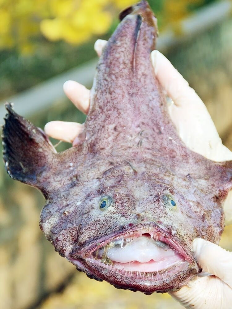 新鲜安康鱼海捕鲜活速冻灯笼鱼海鲜水产水果蔬菜 4.