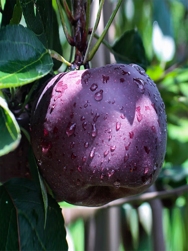 云南黑卡苹果昭通黑钻脆甜新鲜水果当季 水果礼盒 送礼推荐 黑钻苹果