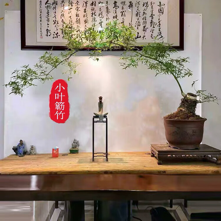 小叶簕竹室内小型勒竹盆栽庭院竹子盆景绿植四季长青好养名贵竹子