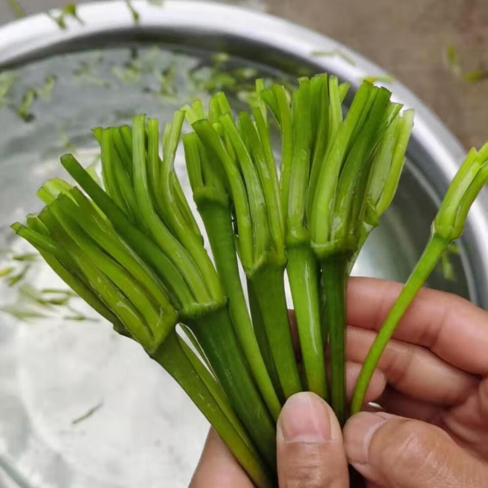 云南特产水性扬花洱海菜特色新鲜蔬菜菜大理海菜花10斤装