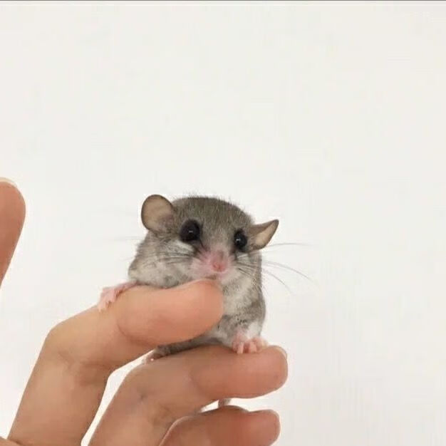 荣郁抖音快手网红自家养殖的西班牙睡鼠拇指鼠口袋睡鼠宿舍活体小宠物