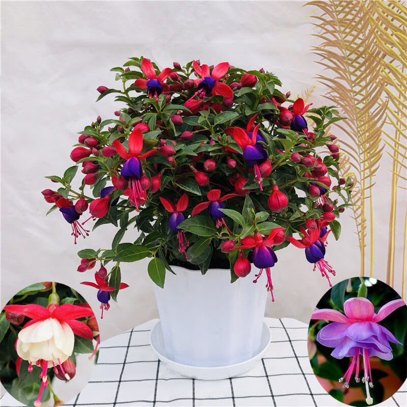 倒挂金钟盆栽四季开花灯笼花盆栽四季好养宝莲灯花阳台花卉绿植 紫