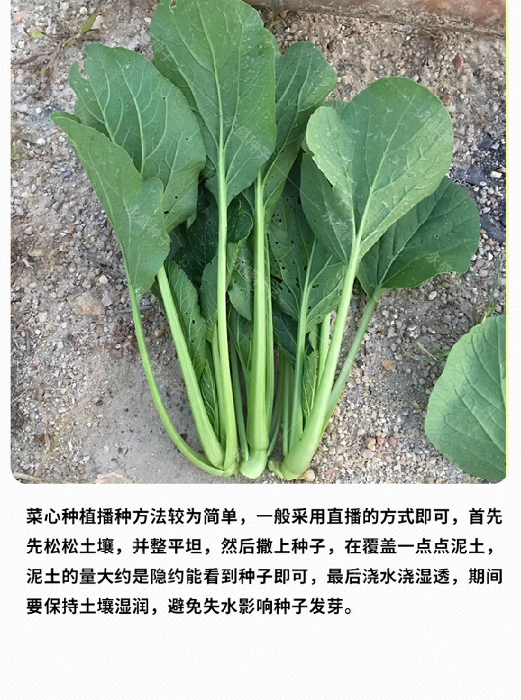 广东菜心种籽油菜籽种四季红菜苔种孑四九菜心种宁夏甜菜心种子50 翠香一号白菜心原装40克x2包 图片价格品牌报价 京东