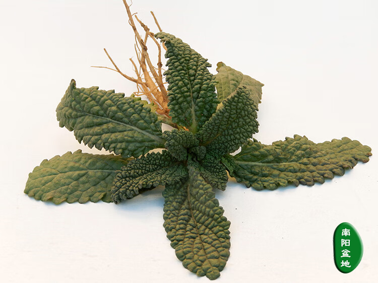 康中尊野生蛤蟆草整棵晒干全草带根新鲜荔枝草嫩草500克癞蛤蟆草