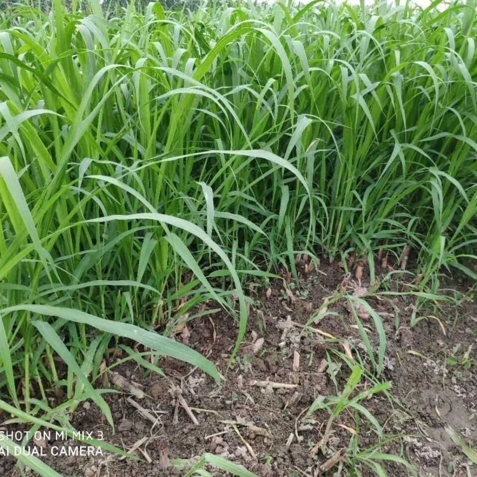 甜象草3号新型皇竹草甜象草种节巨菌草红象草种节高产牧草红象草种节