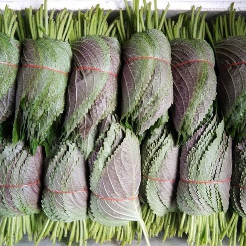 东北鲜苏子叶烤肉店专用双面紫苏叶包肉烤肉苏子叶解腻一斤170约片