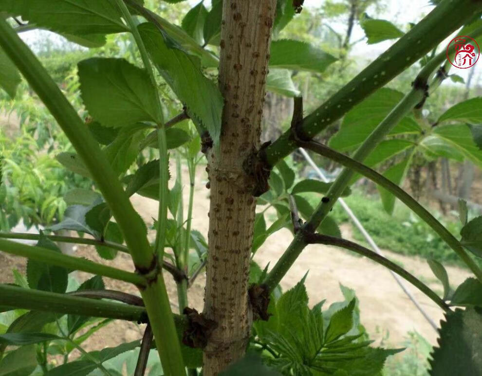 鲜接骨草野生陆英中药八棱麻小接骨丹跌打扭伤 接骨草枝丫条1斤【图片