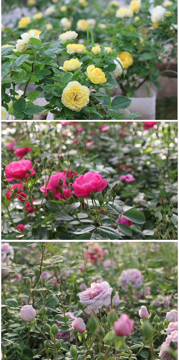 月季花苗大花濃香盆栽四季薔薇花苗爬藤植物室內玫瑰花卉 雪花肥牛