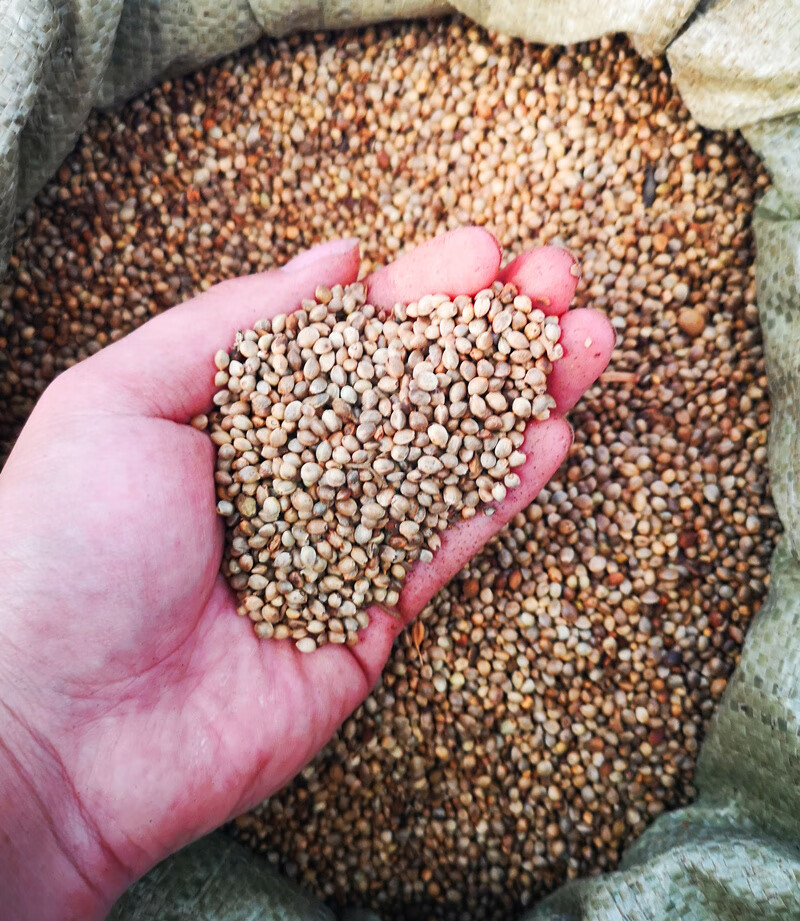 姜芮长春君子兰专用肥料 氮磷钾有机营养 大小麻子熟黄豆牛骨粉 炒熟