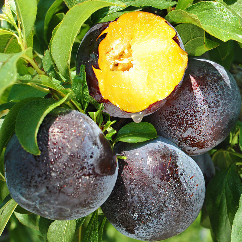 现摘陕西新鲜时令水果黑布林李子黑琥珀黑宝石脆甜非红李2/3/5斤