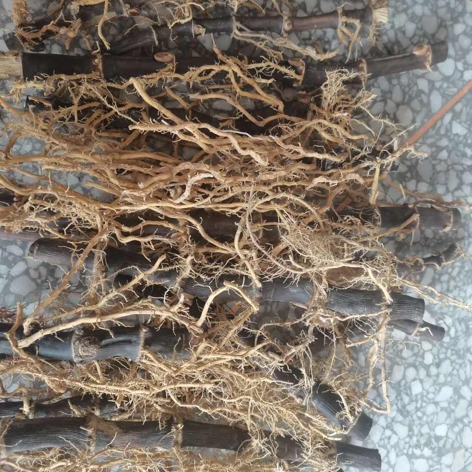 紫竹根黑竹根三年以上老竹根紫竹棵竹棵年份足 新鲜紫竹根半斤【图片