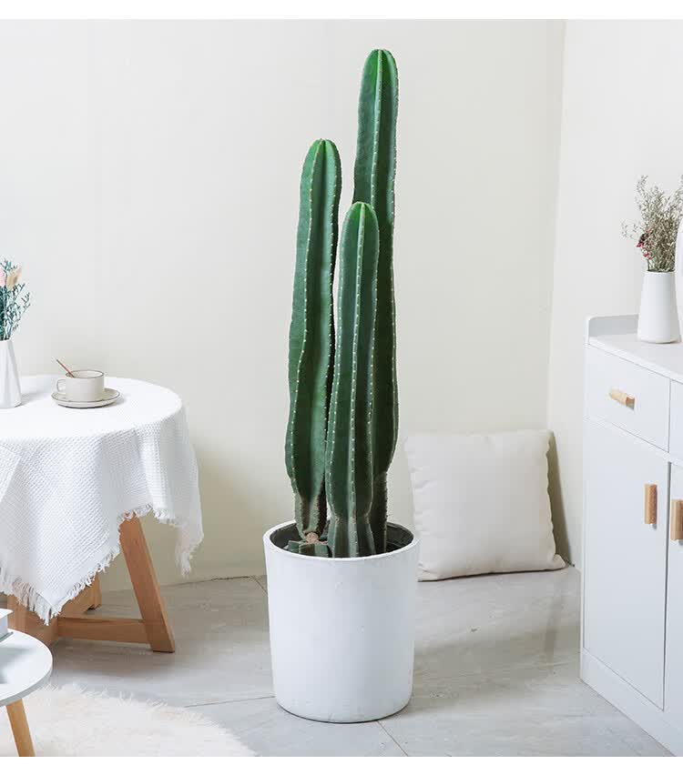 网红净化空气植物花城公司乔迁送礼开业仙人掌量天尺仙人柱室内客厅