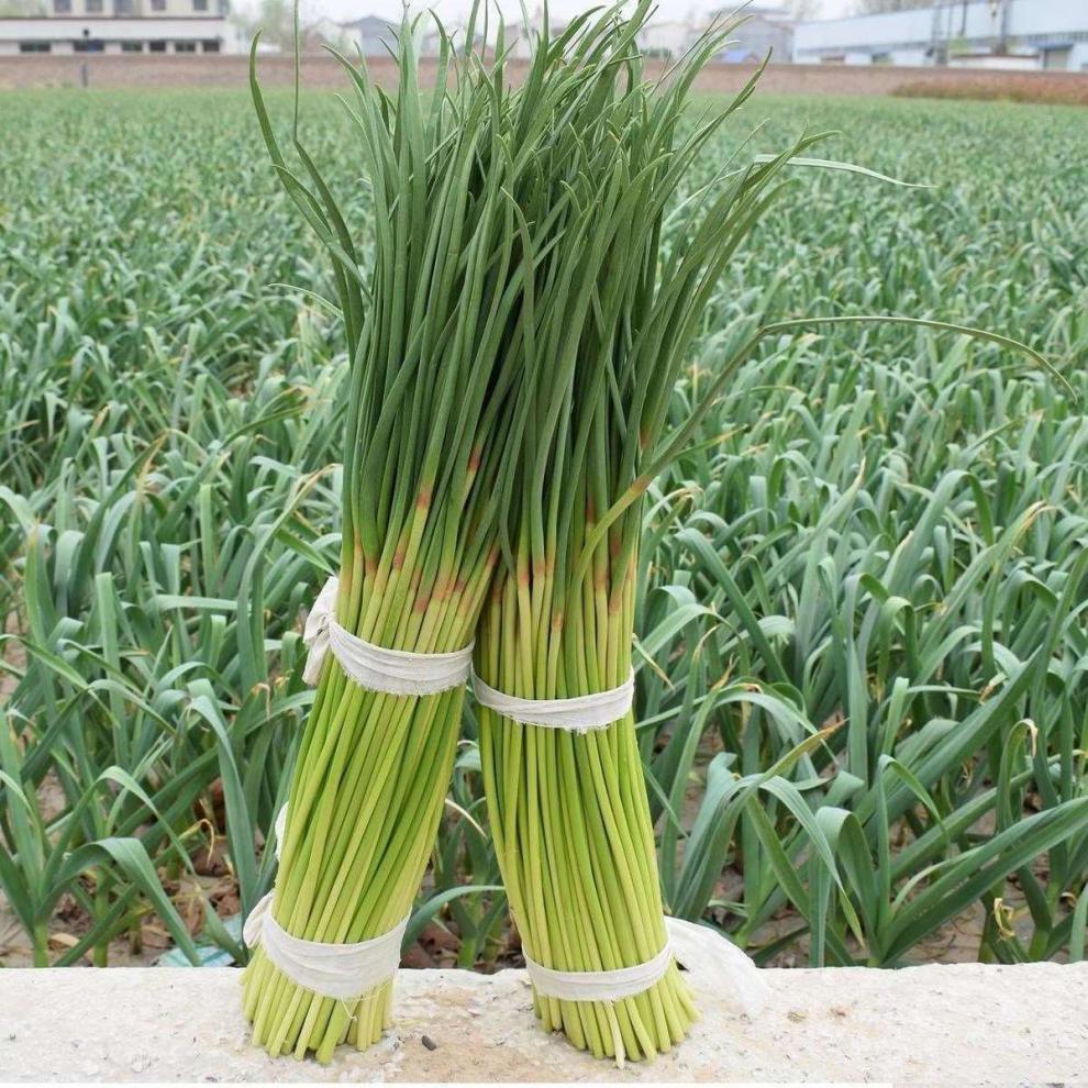 精选生鲜红帽蒜苔5斤新鲜嫩蒜薹批发长蒜薹本地蒜苔1斤3斤红帽蒜苔9斤