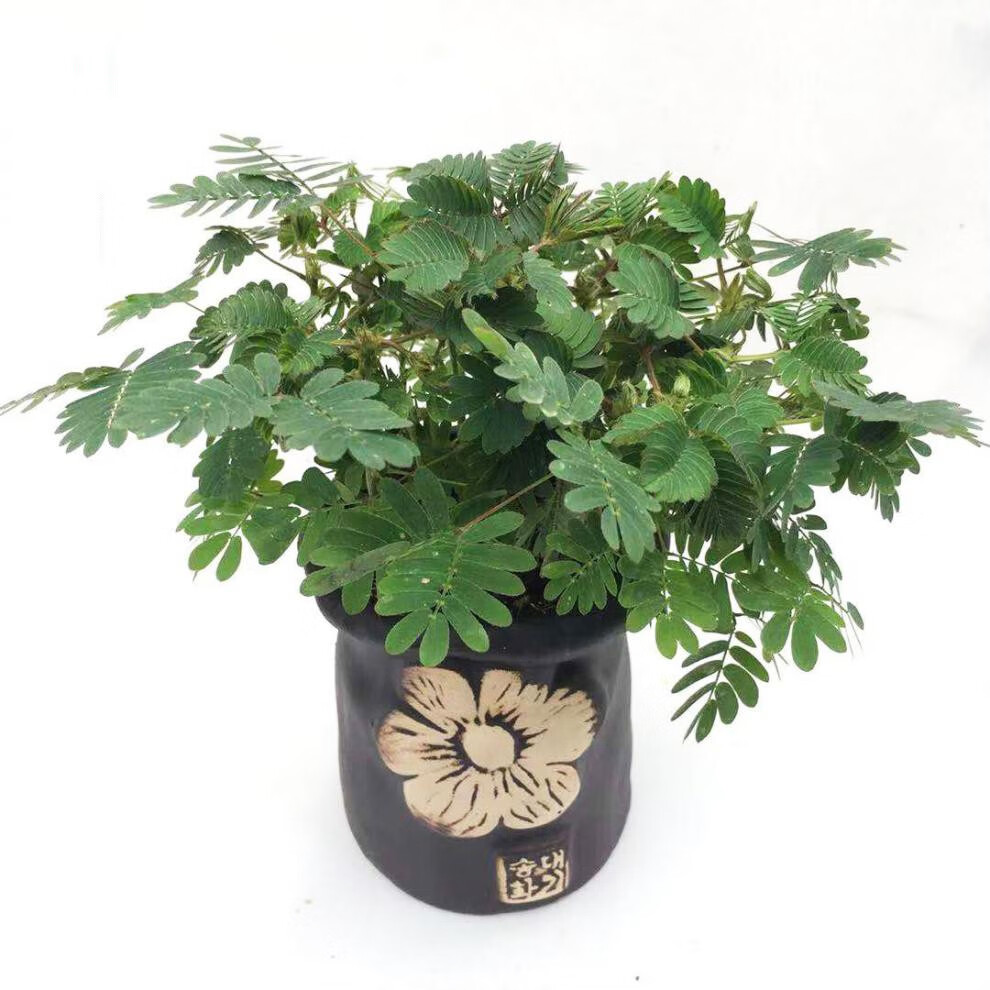 含羞草盆栽办公桌面室内外阳台趣味水培绿植物彩叶害羞草小学生花卉z2