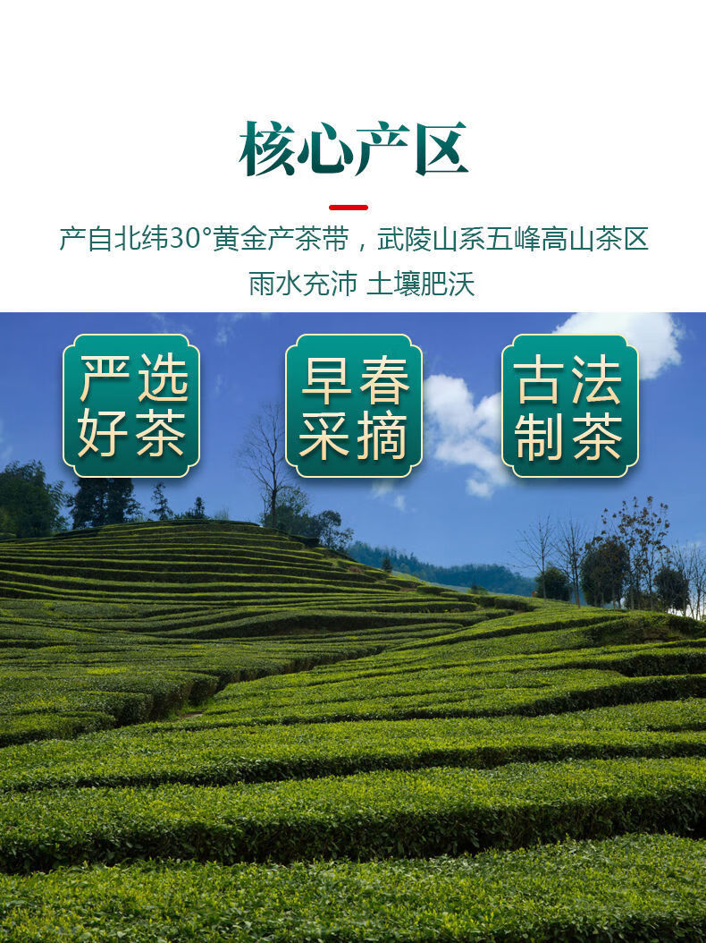 2021年新茶湖北宜昌五峰特产毛尖雨前浓香型绿茶高山春茶五峰茶叶