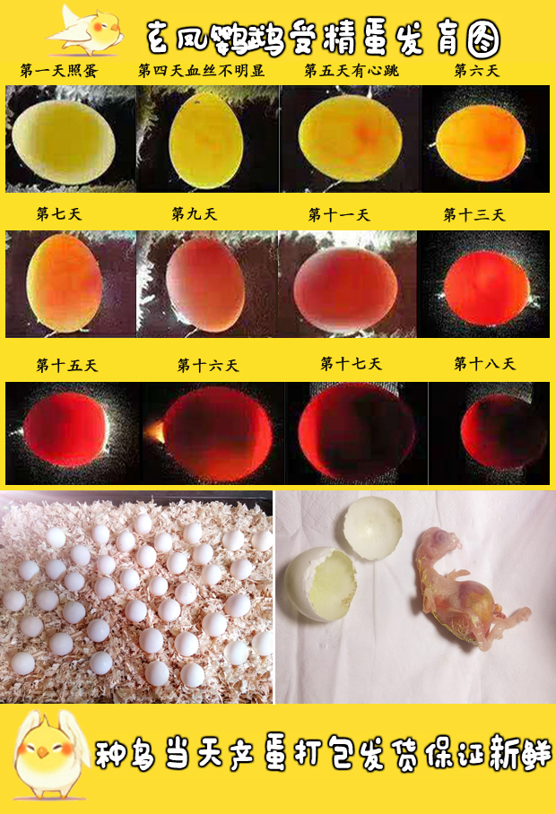 野鸡孵化过程的照蛋图图片