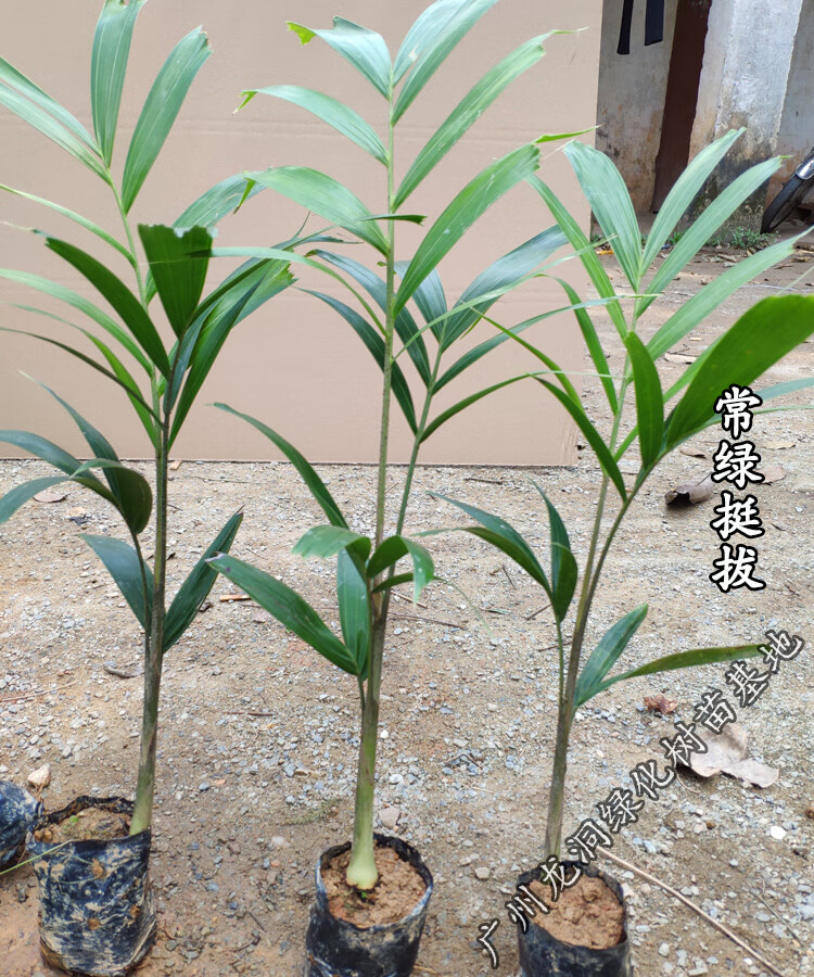 澳大利亚狐尾椰子苗四季常绿观叶植物棕榈科狐尾椰苗庭院花园盆栽狐尾