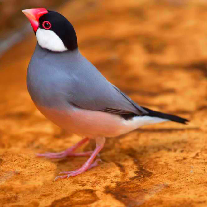 特色驼色文鸟活体幼鸟银色文鸟活体鸟宠物鸟文鸟观赏鸟灰文鸟活体 白