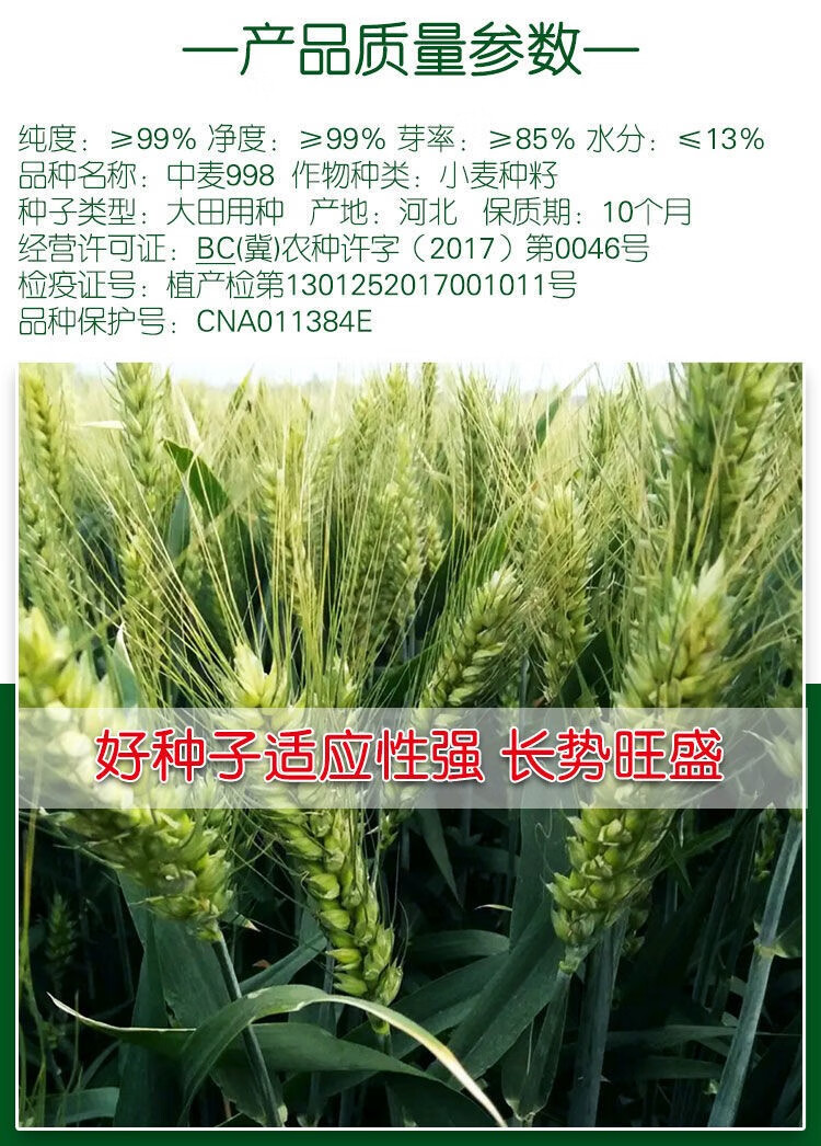 济麦70小麦品种简介图片