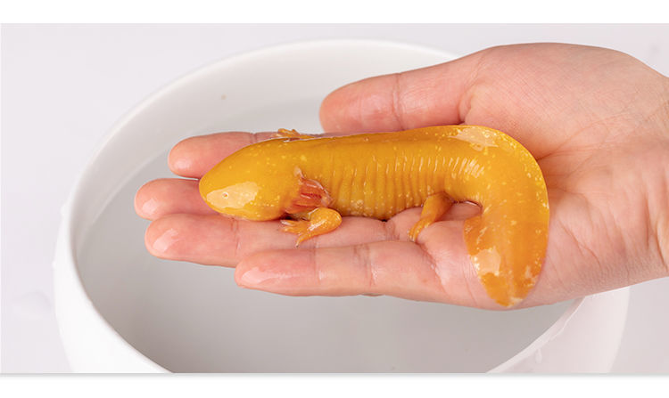 六角恐龙鱼饲料 鱼蝾螈活物 清道夫龙鱼小型观赏鱼好养耐活养不死