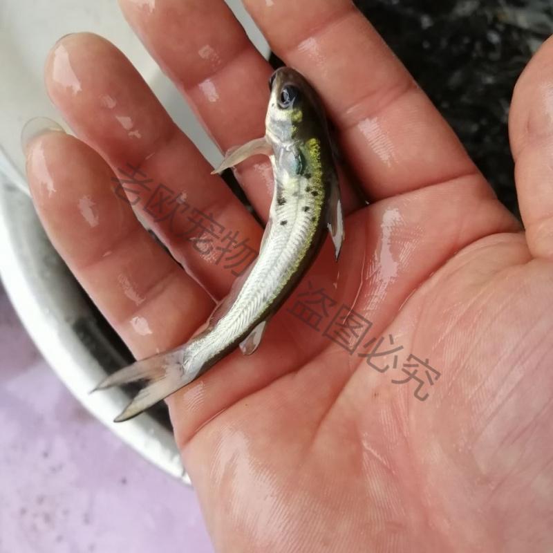 叉尾鱼苗 叉尾鮰鱼苗斑点叉尾鮰鱼苗钳鱼苗活体鱼苗 200条 大规格6cm