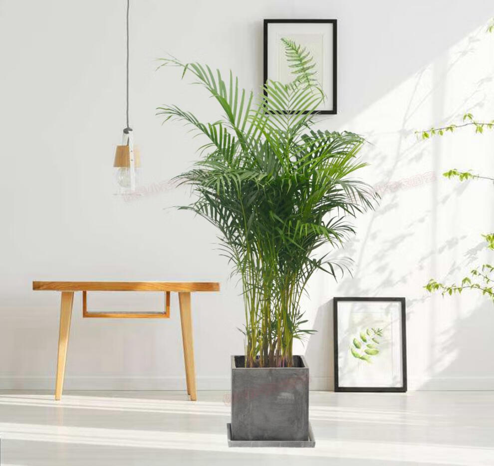 凤尾竹大型客厅室内盆栽绿植花卉盆景散尾葵 1-1.2左右高度 不含盆