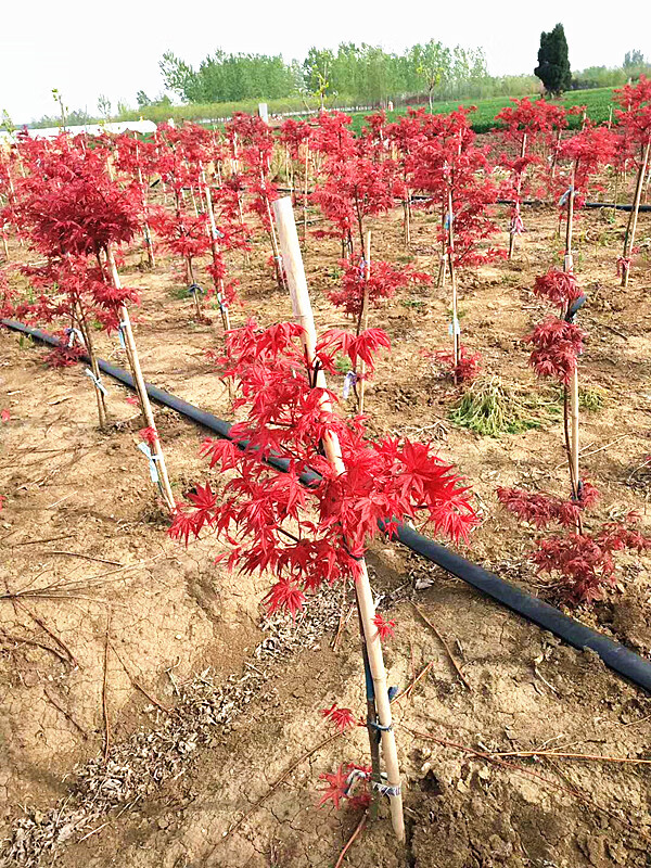 绿化苗木美国红枫树苗庭院盆栽日本红枫红枫小苗红枫苗z5 10公分红枫