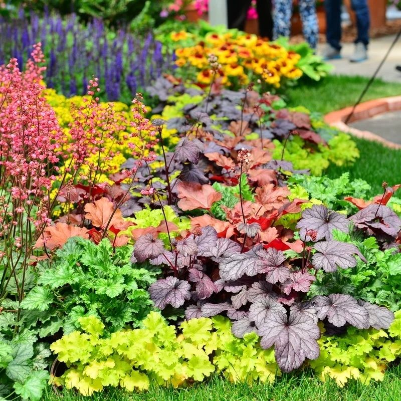 矾根盆栽花苗进口观叶花植物多色多年生彩叶草花卉强耐寒室外庭院樱桃