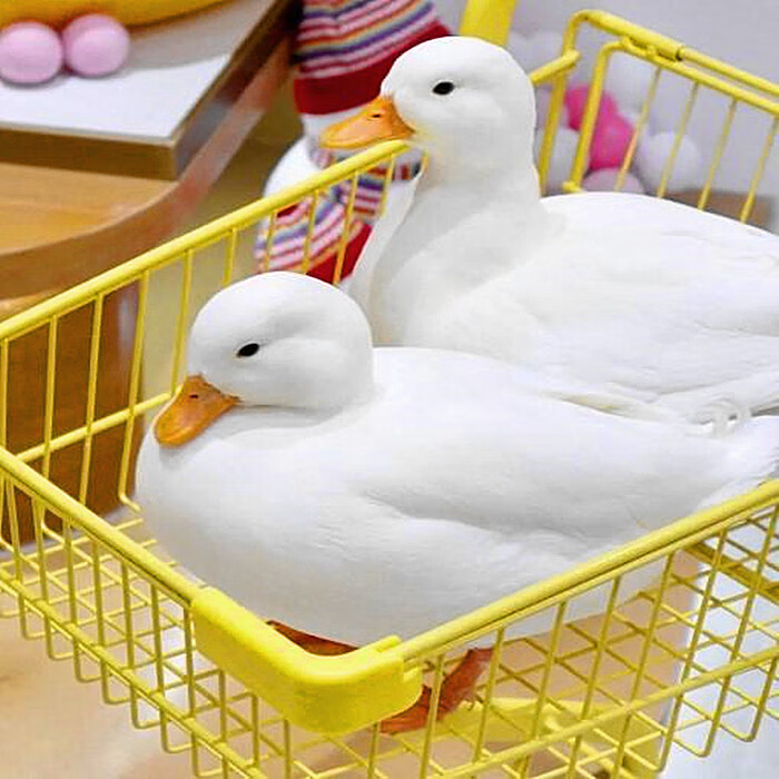 网红s级柯尔鸭受精蛋可达宠物鸭calldu小黄鸭活体