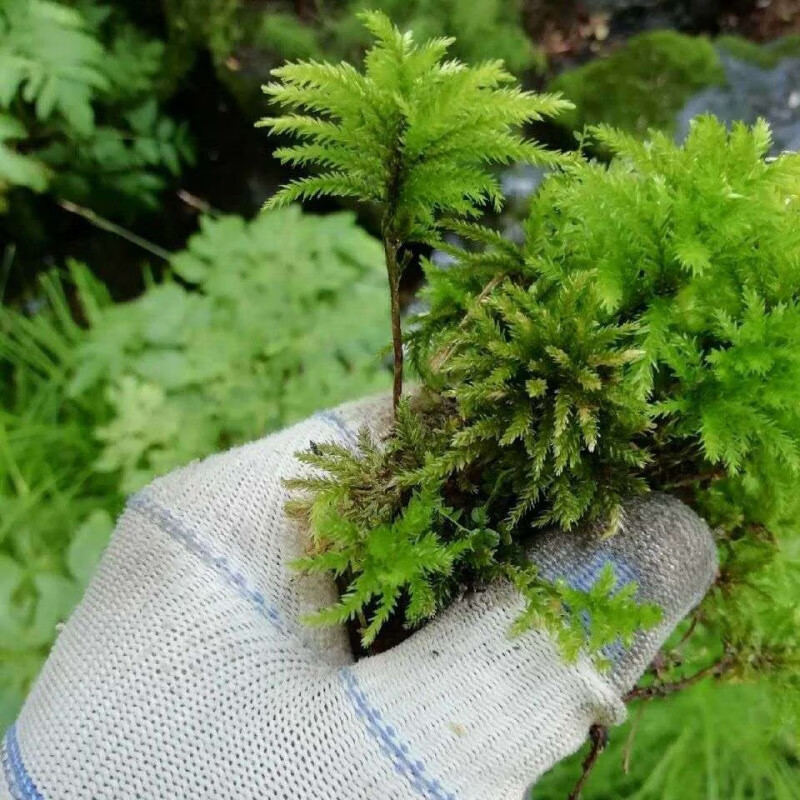 京选推荐水草鱼缸鱼草万年藓水草活体耐活耐低温苔藓鱼缸水族箱生态瓶