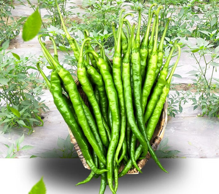 特辣长线椒 现摘2-5斤自种新鲜大青辣椒青线椒尖椒做剁椒二荆条 5斤线