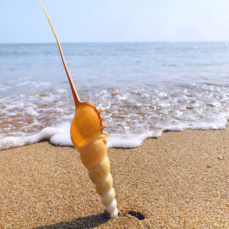 长鼻螺天然海螺贝壳收藏标本螺地中海家居橱窗装饰创意礼品长鼻螺长19