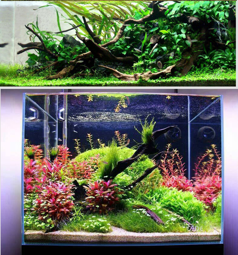 蓝宝 紫柚木精品天然鱼缸造景沉木秒沉大号免煮树桩树根晒龟台水族箱大型造景木 8125精品沉木【图片 价格 品牌 报价】-京东