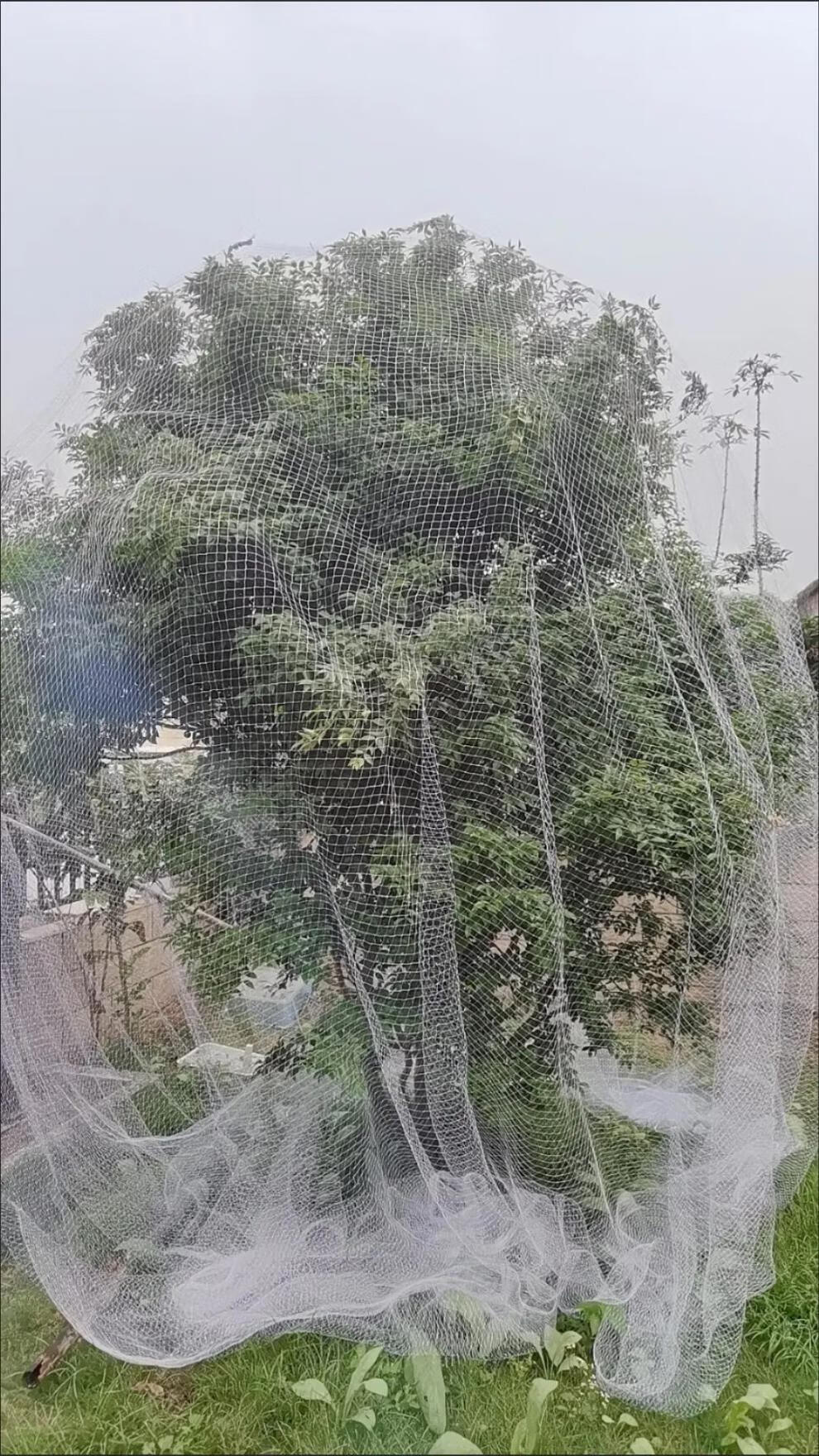 果树防鸟用网樱桃树网嘉宝家用防鸟网防鸟罩果树专用网5米宽5米长用于
