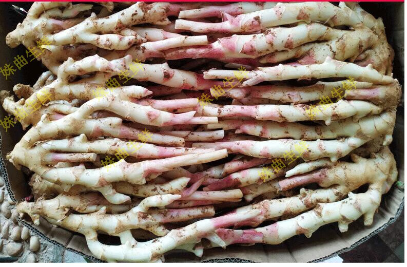 现挖现发 湖南江永香姜 仔姜 嫩姜 子姜 新鲜醋泡姜 5斤【图片 价格