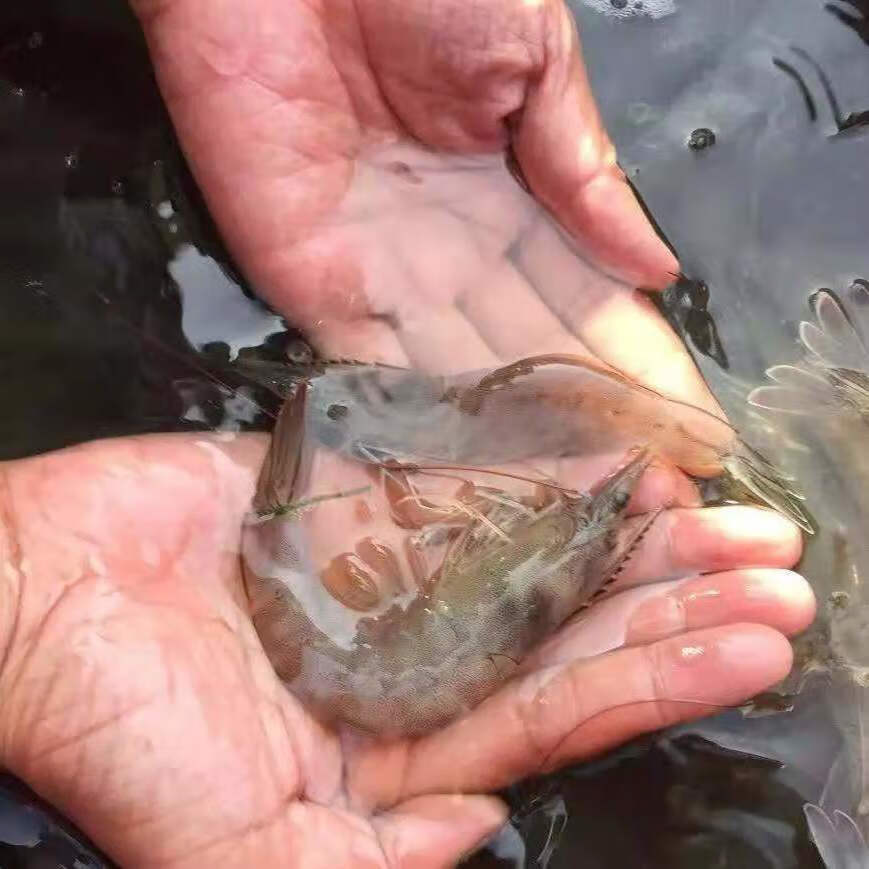 青蝦苗批發河蝦沼蝦苗養殖淡水幼苗蝦飼料技術指導 青沼蝦苗2000尾