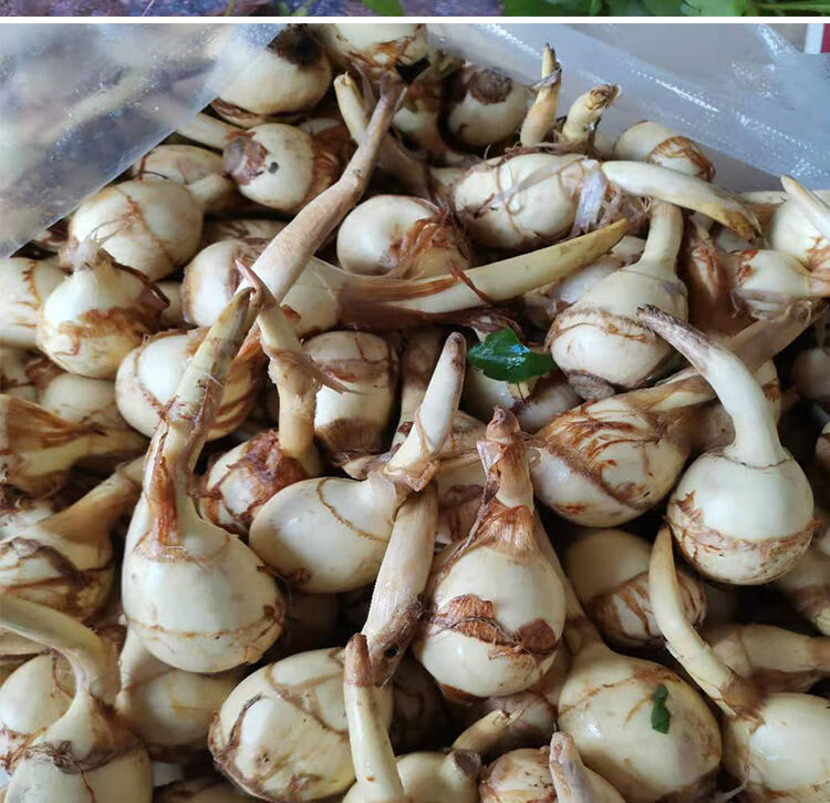 新鲜茨菇白茨菇现挖现发农家自种白茨菇 粉糯茨菰白马蹄 5斤装 粉糯中