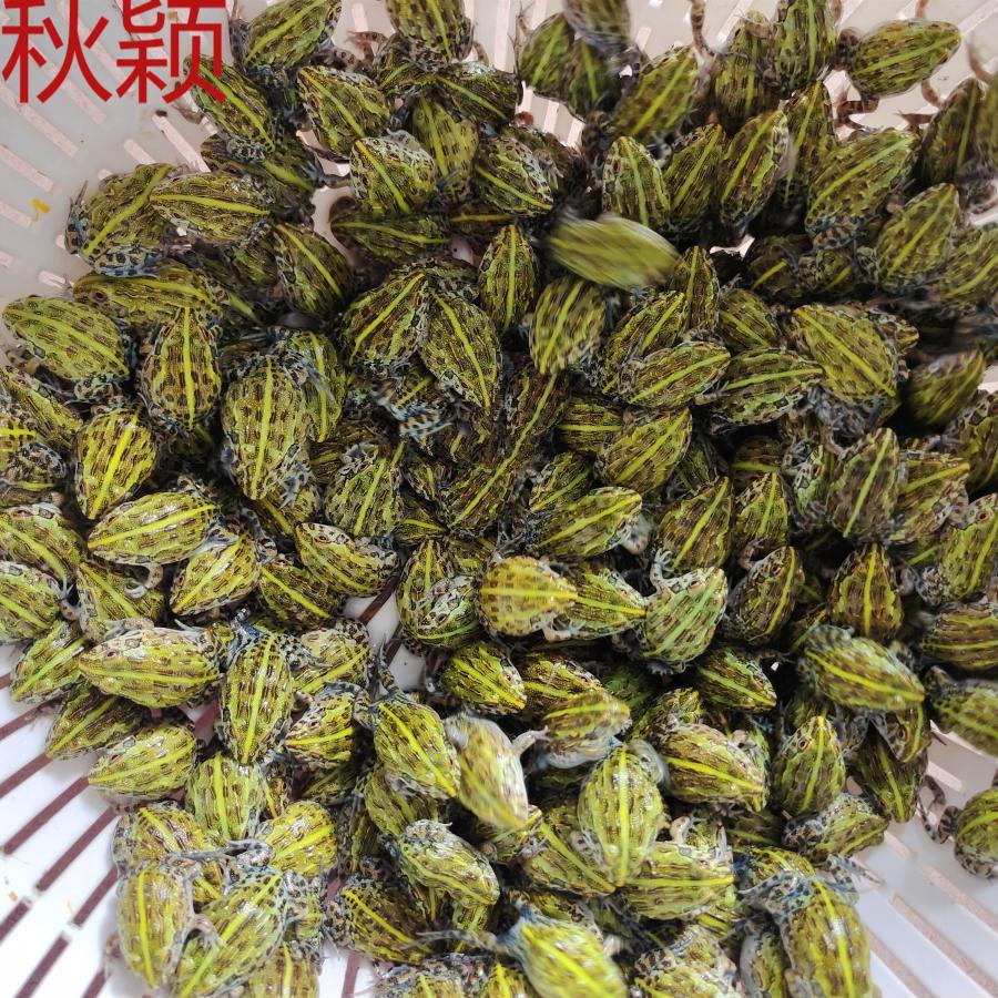 秋颖 非洲牛蛙非牛苗巨型牛蛙宠物蛙爬宠非洲牛蛙苗子 包公随机发 五