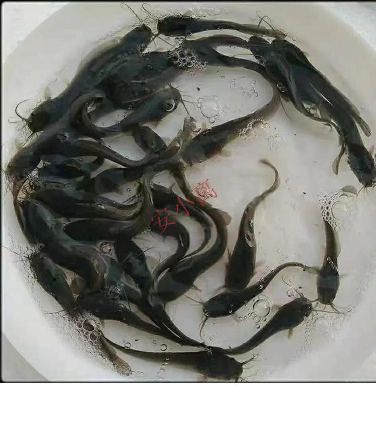 【安小离】大口鲶鱼苗塘鲺活体淡水养殖水花大口鲶鱼苗鲢鱼埃及胡子土